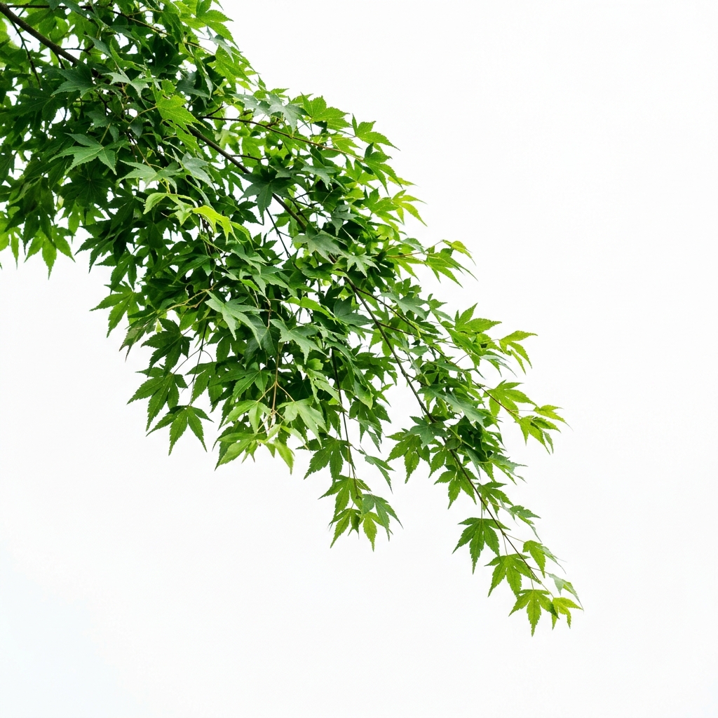 Eco Leaves